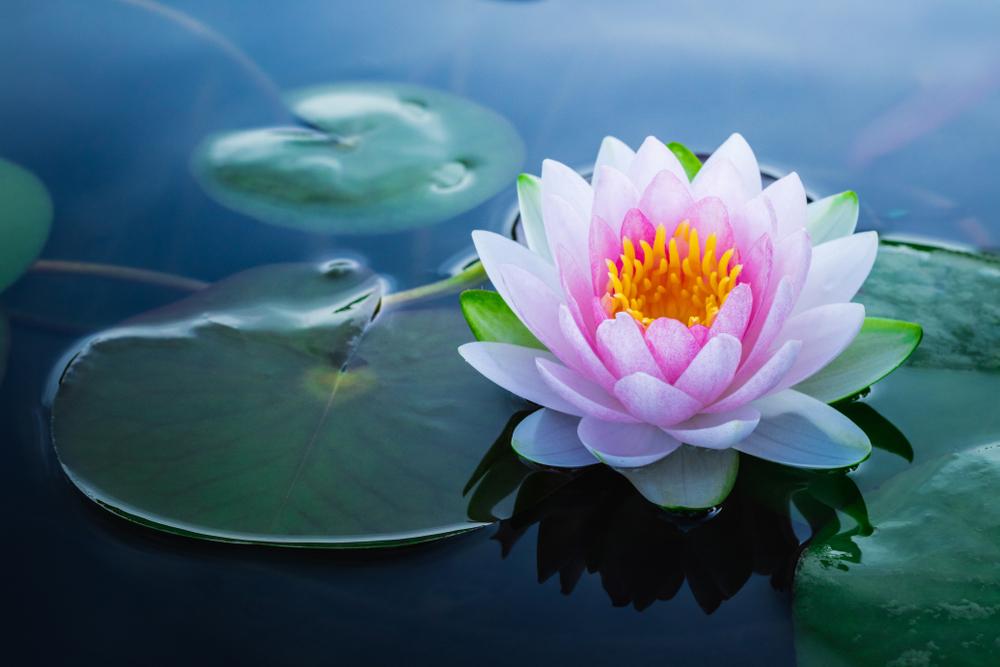 Fleur de lotus /N°Lot: TC-26241