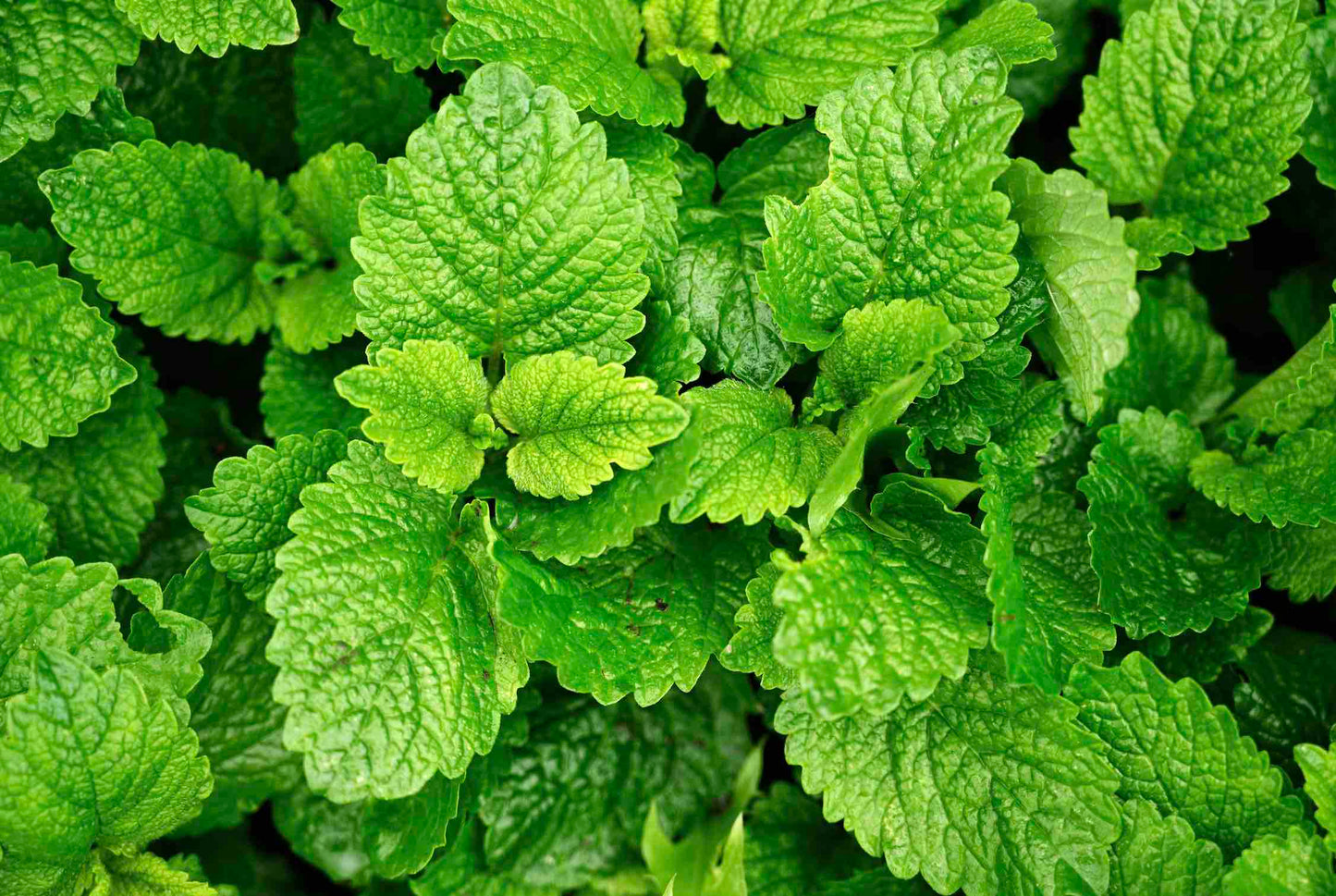 Menthe poivrée