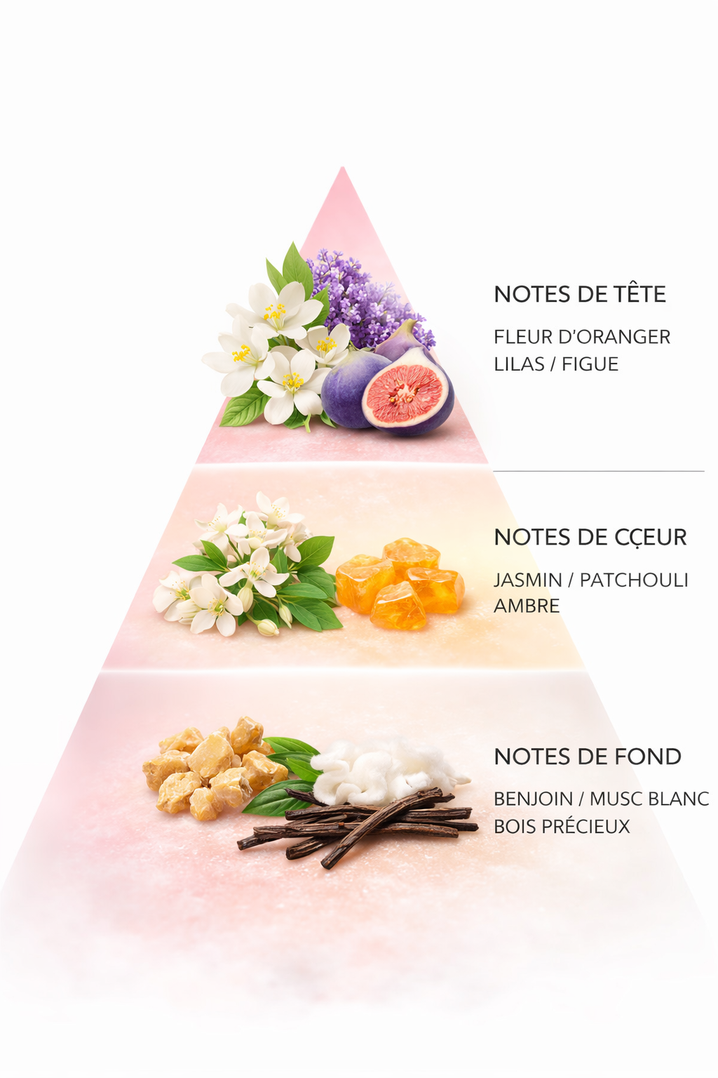 Jonquille /N°Lot:TC-26169