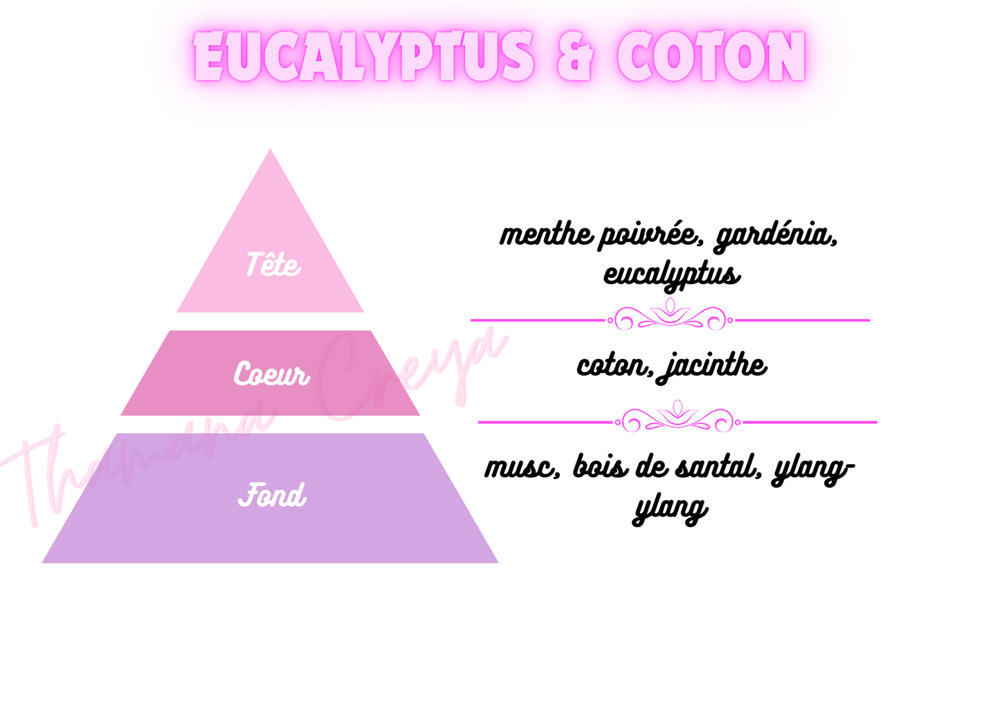 Eucalyptus & coton
