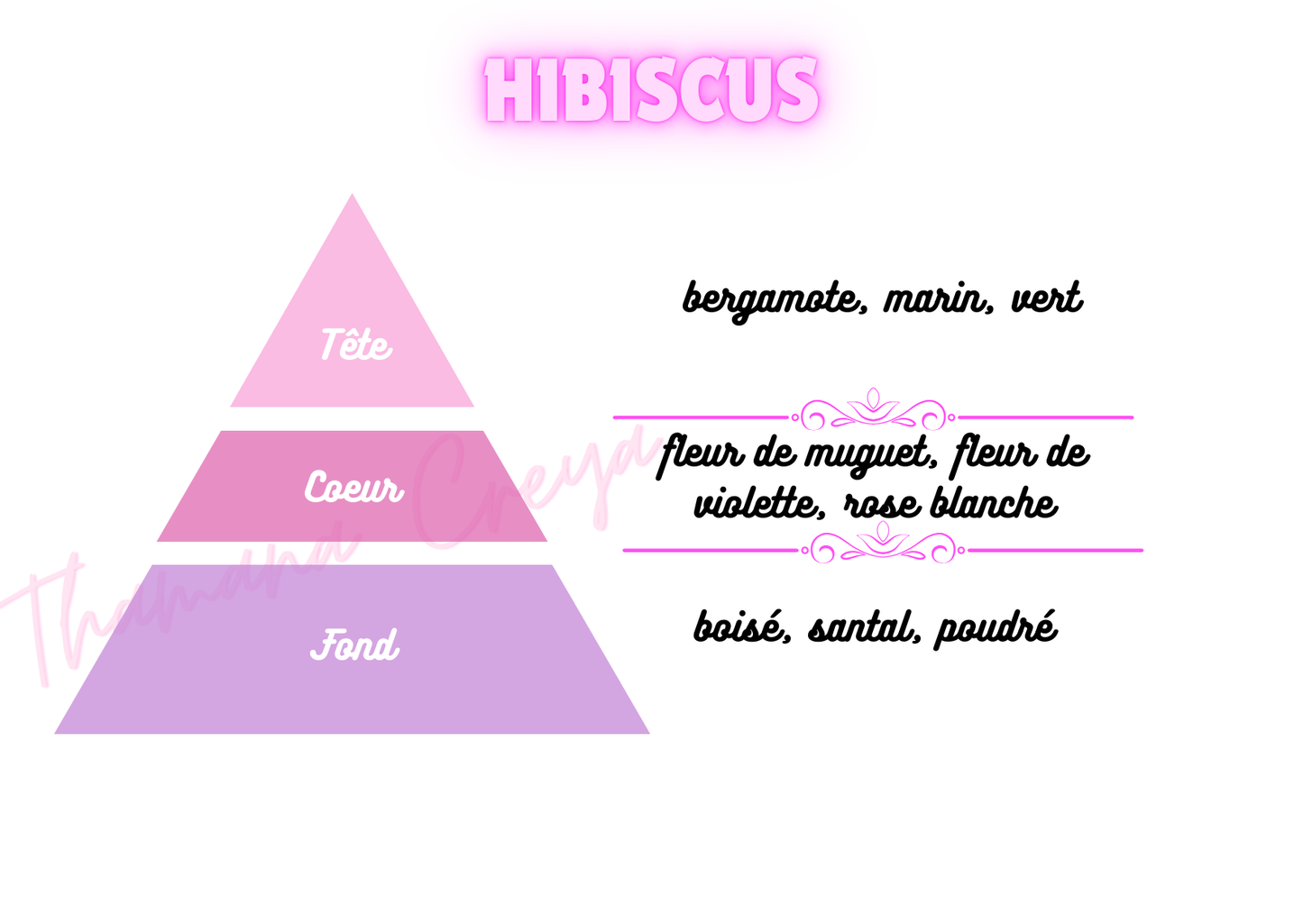 Hibiscus /N°Lot: TC-26305