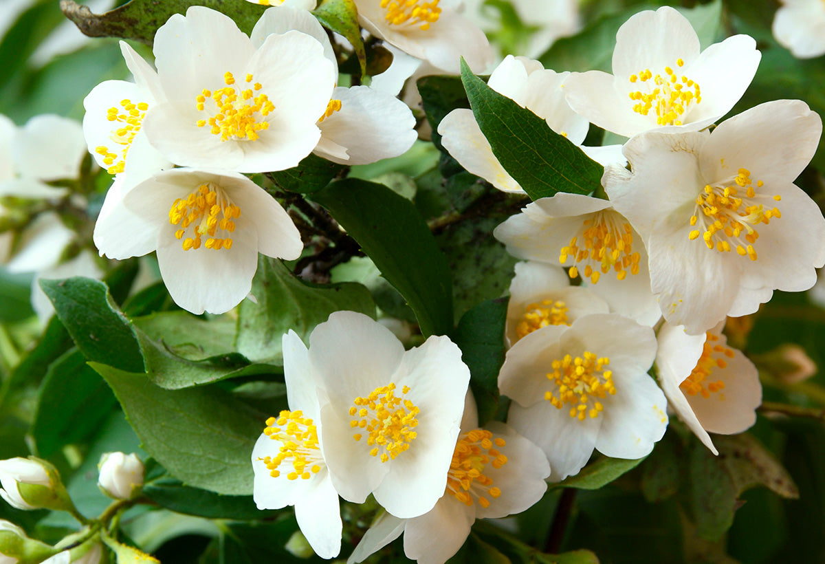 Fleur Blanche / N°Lot: TC-26265
