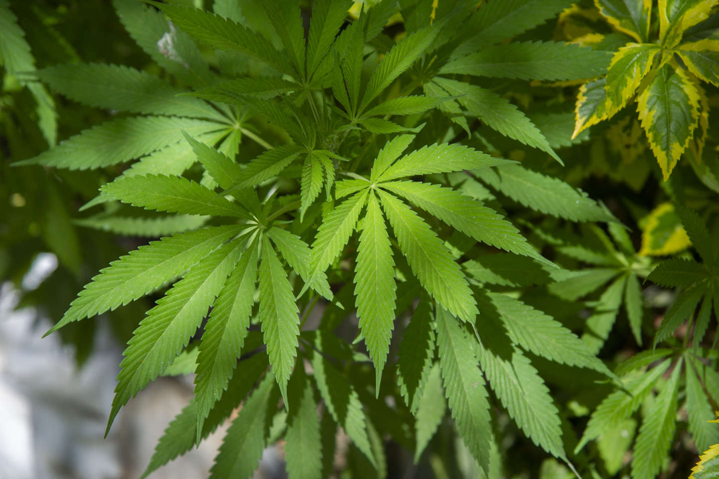 Cannabis