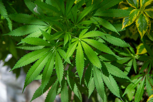 Cannabis