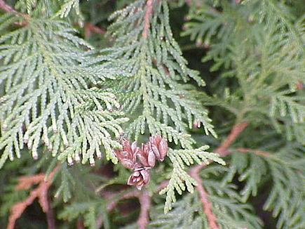 Cèdre & ambre blanche