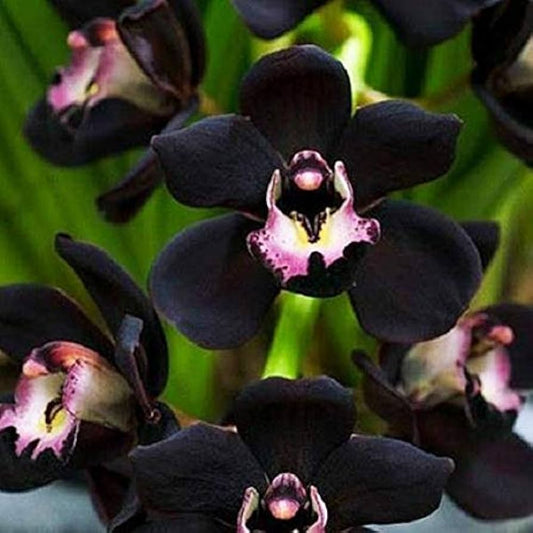 Orchidée noire