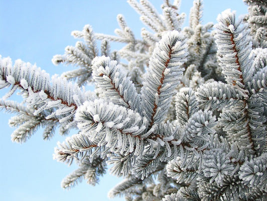 Lait givré de sapin et de figue