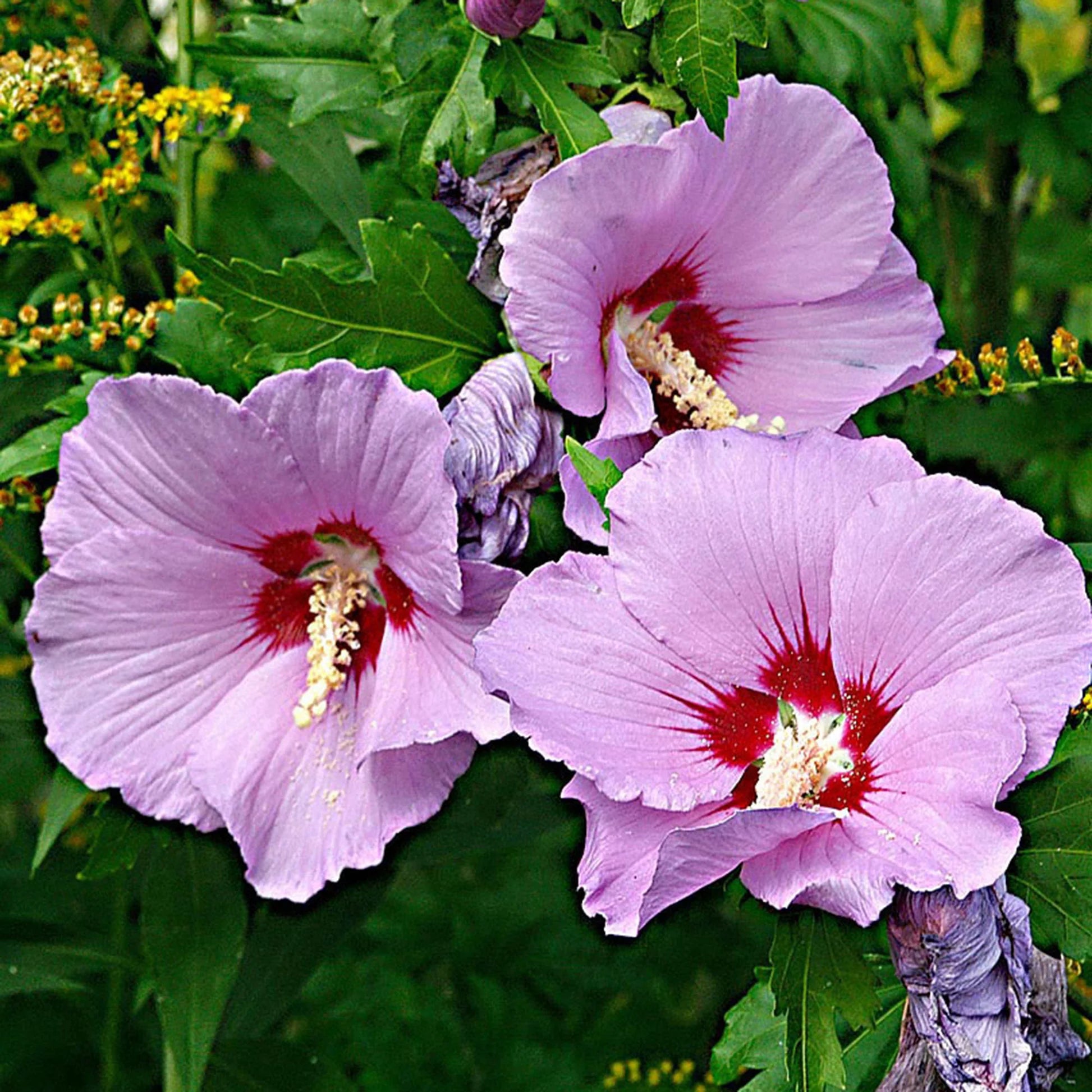Hibiscus et brise marine