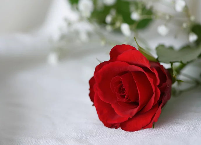 Rose d'amour