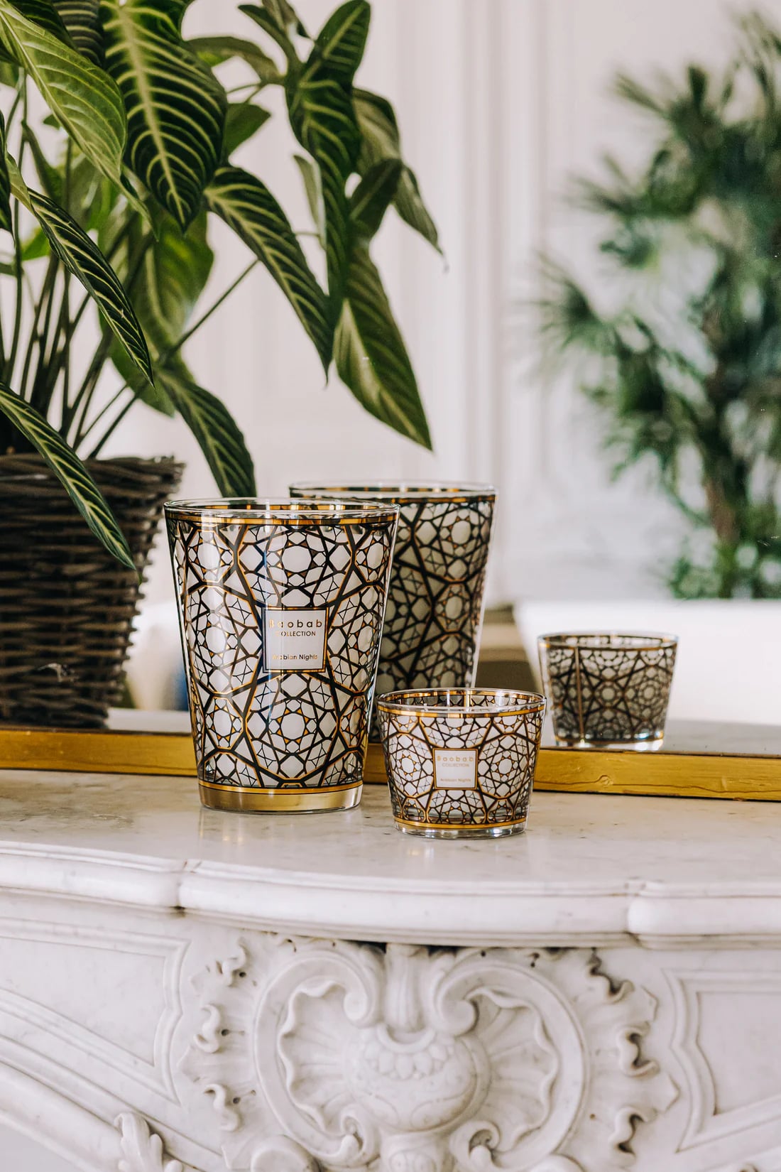 Baobab arabian night