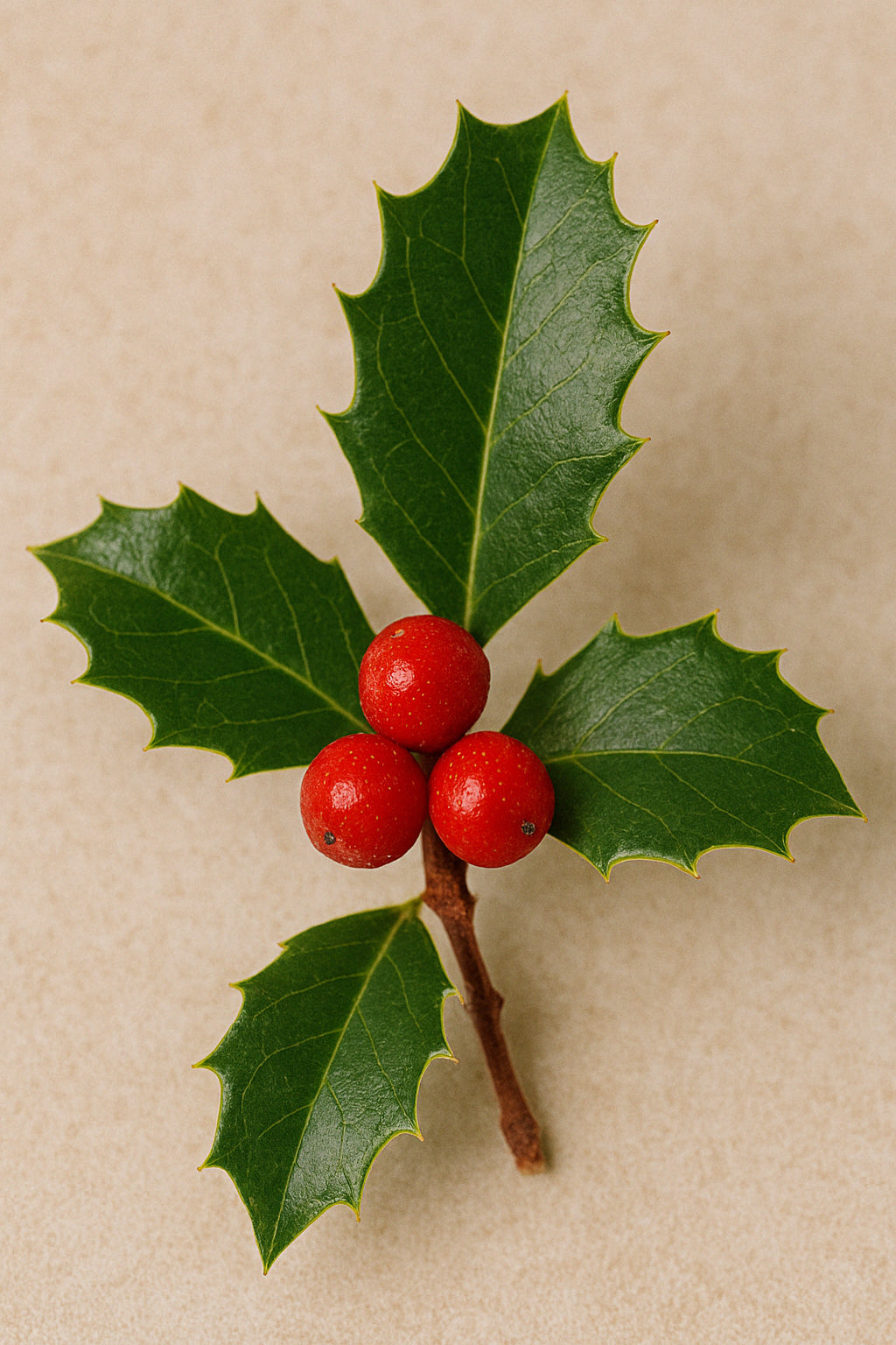 Houx de Noël