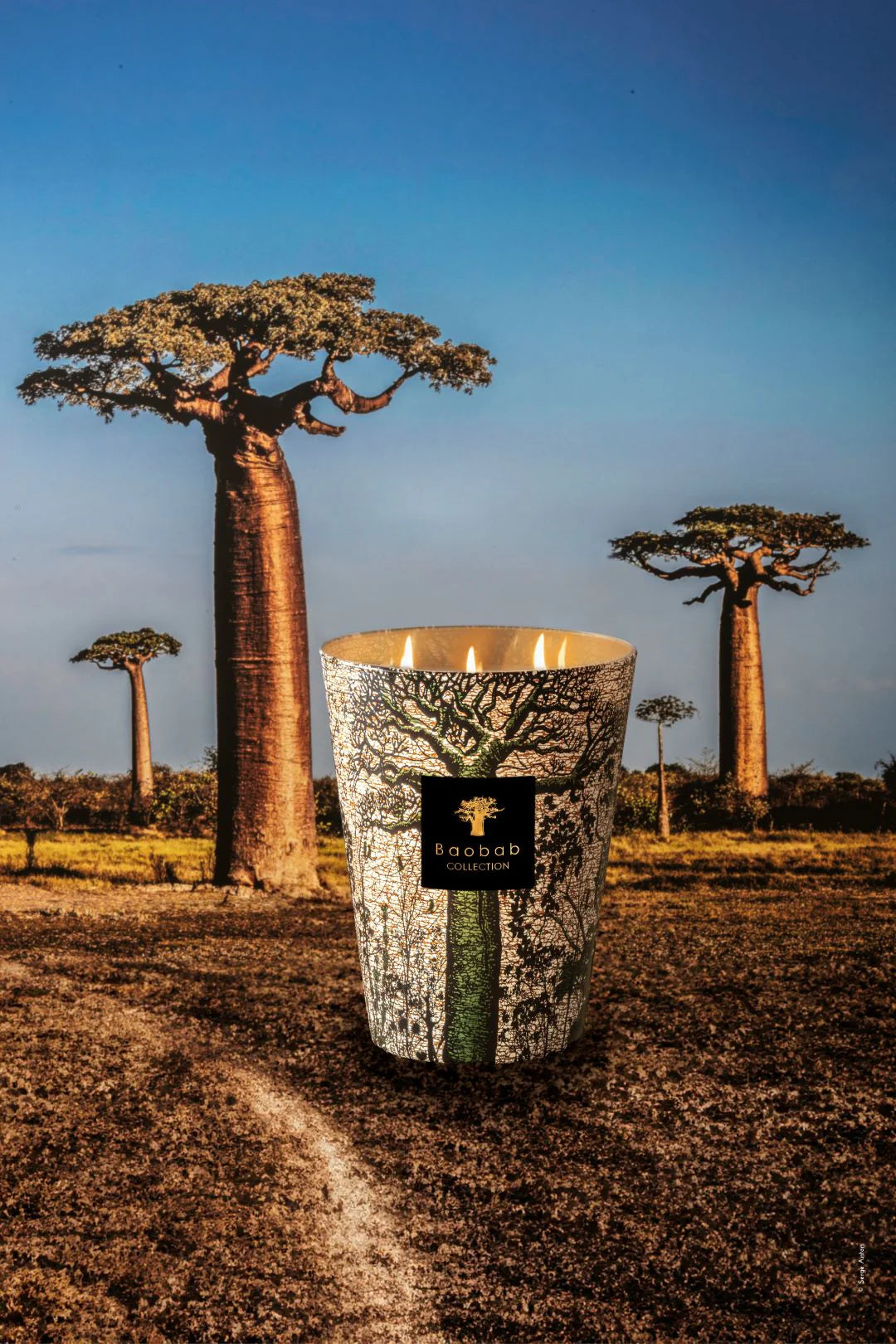 Baobab sacred trees morondo
