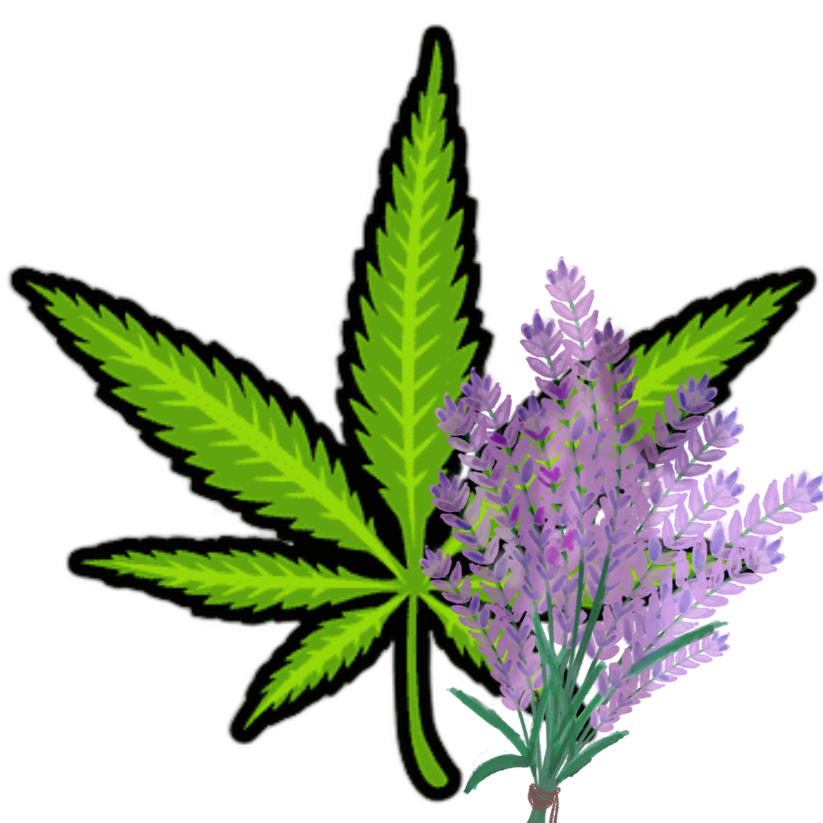 Cannabis lavande