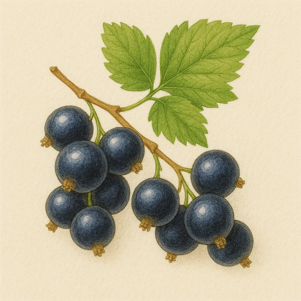 Baies de cassis /N°Lot: TC-26271