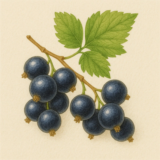 Baies de cassis /N°Lot: TC-26271