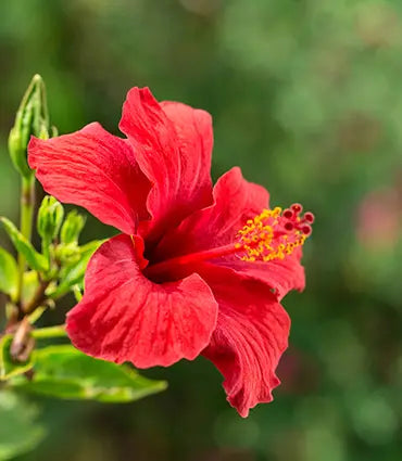 Hibiscus /N°Lot: TC-26305