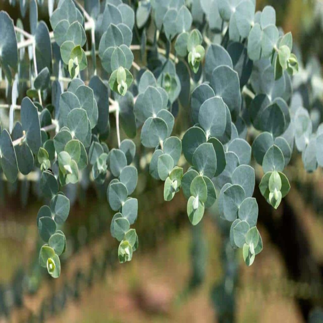 Eucalyptus