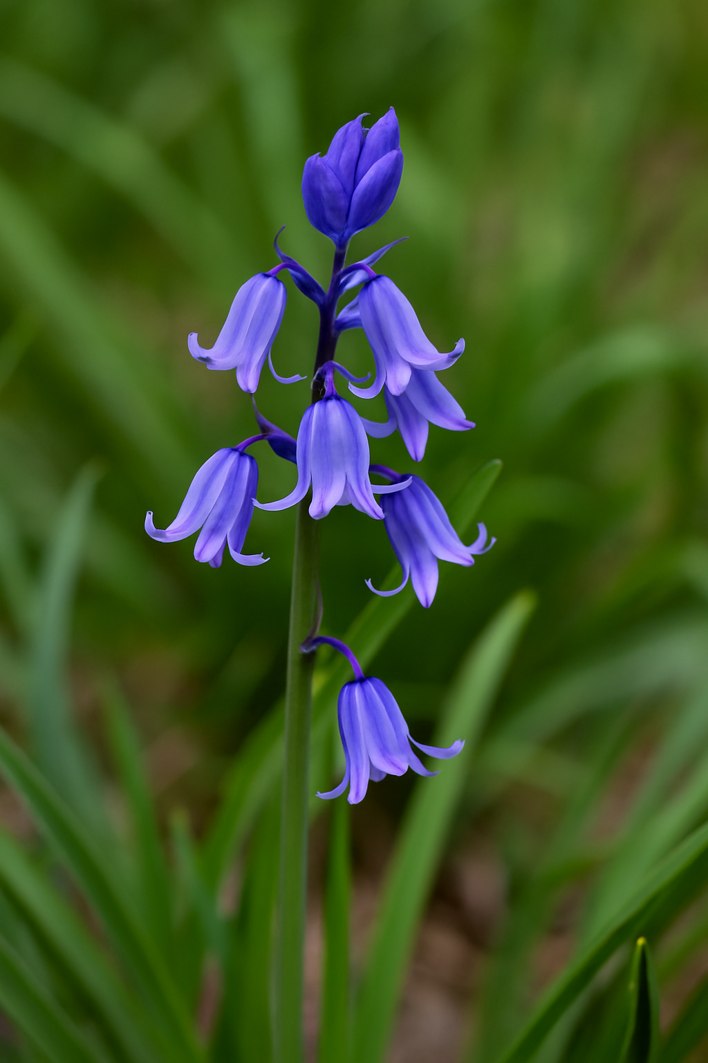 Mystère de Jacinthe