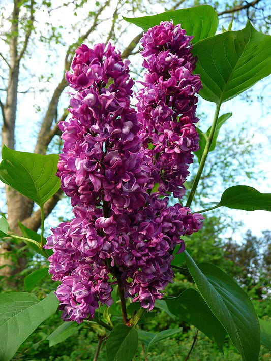 Lilas / N°Lot: TC-26157