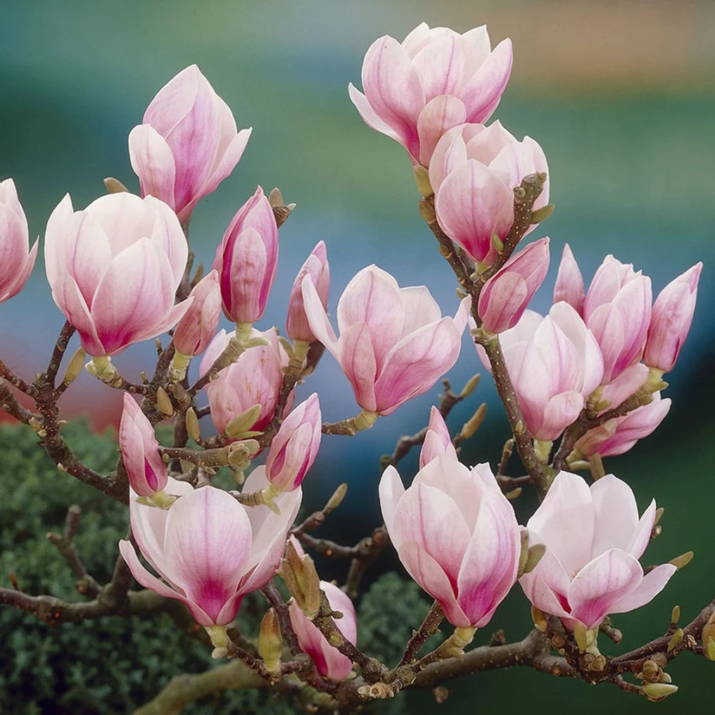 Magnolia / N°Lot: TC-26199