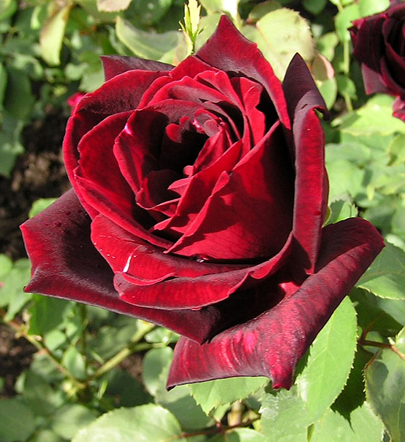 Rose / N°Lot: TC26249