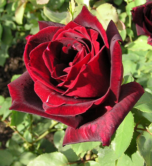 Rose / N°Lot: TC26249