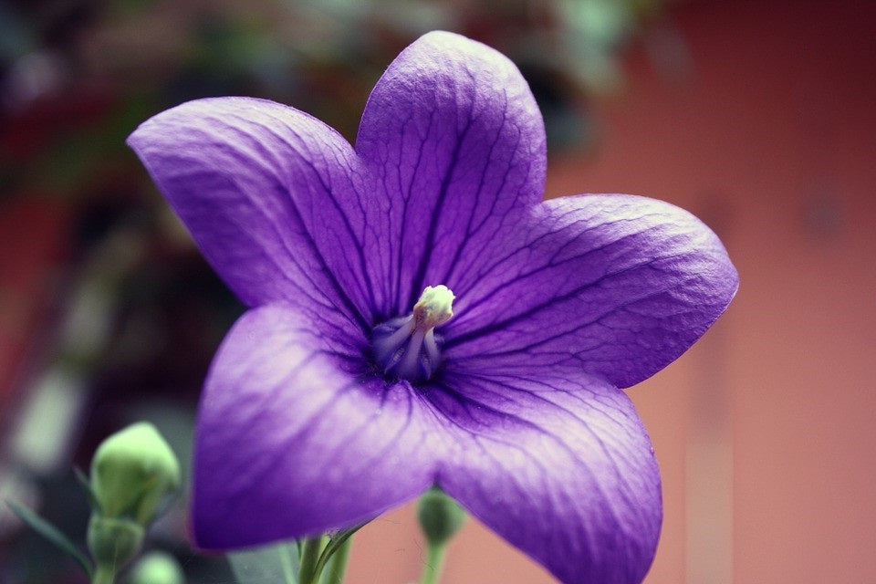 Violette / N°Lot: TC26209
