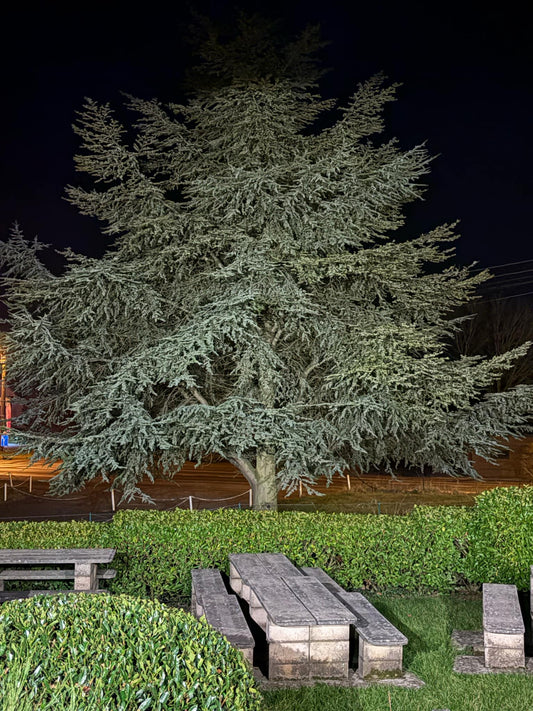 Bois de pin