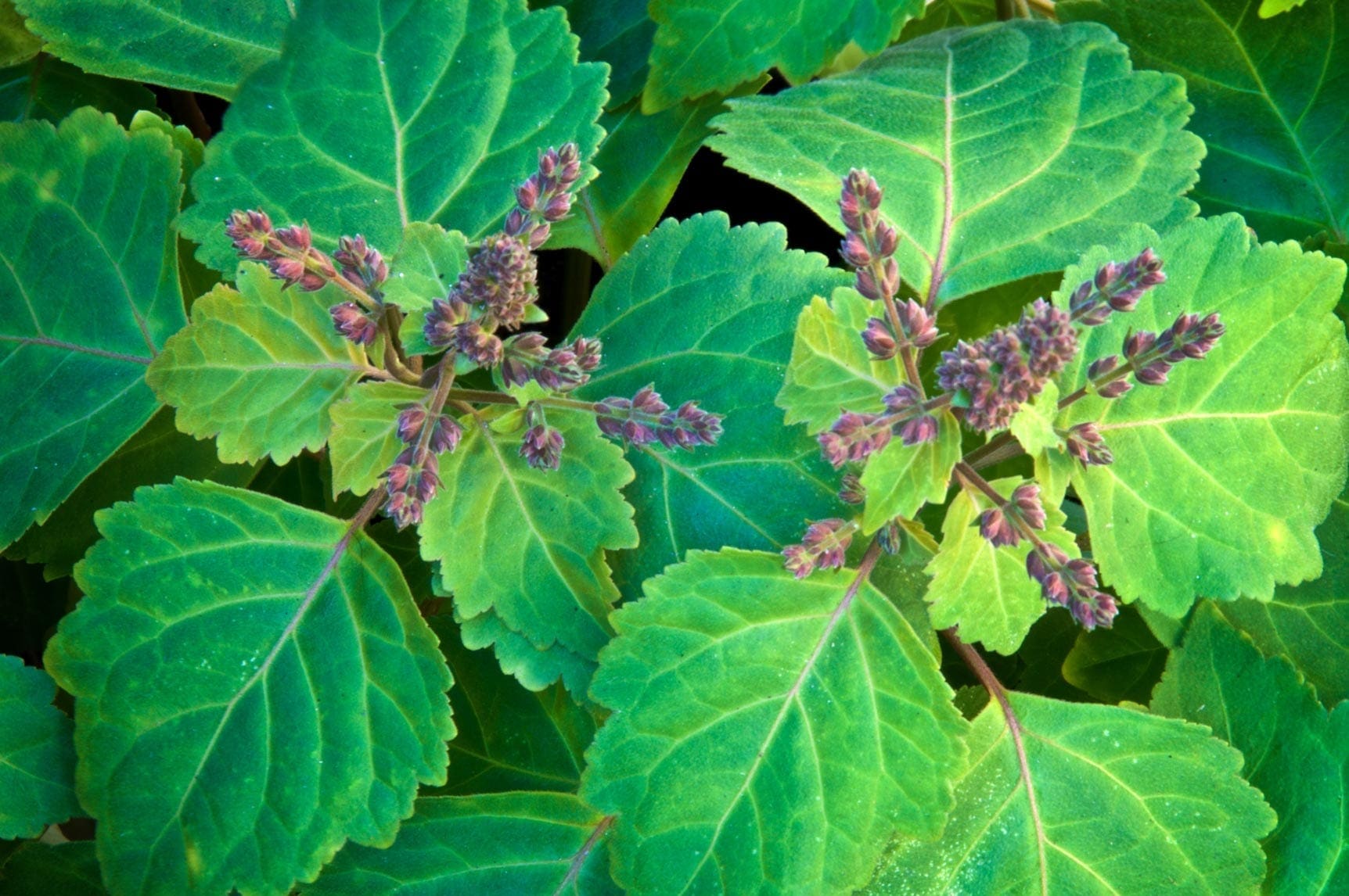 Green patchouli
