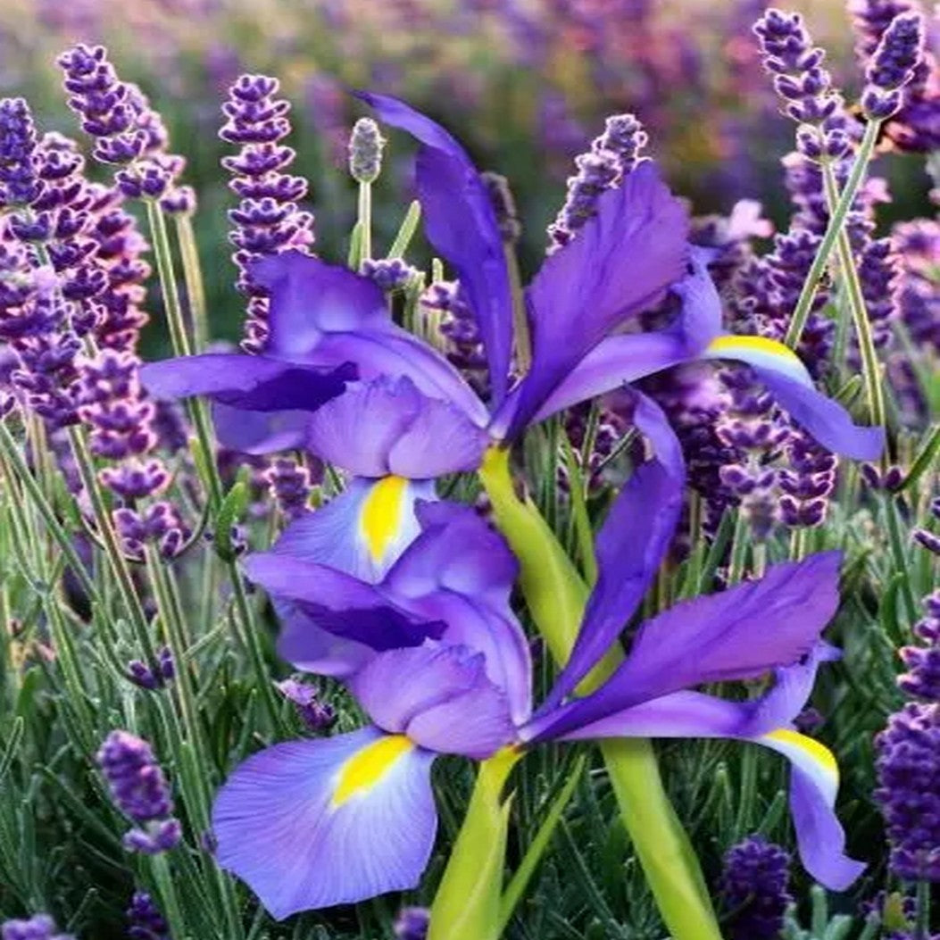 Iris & lavande