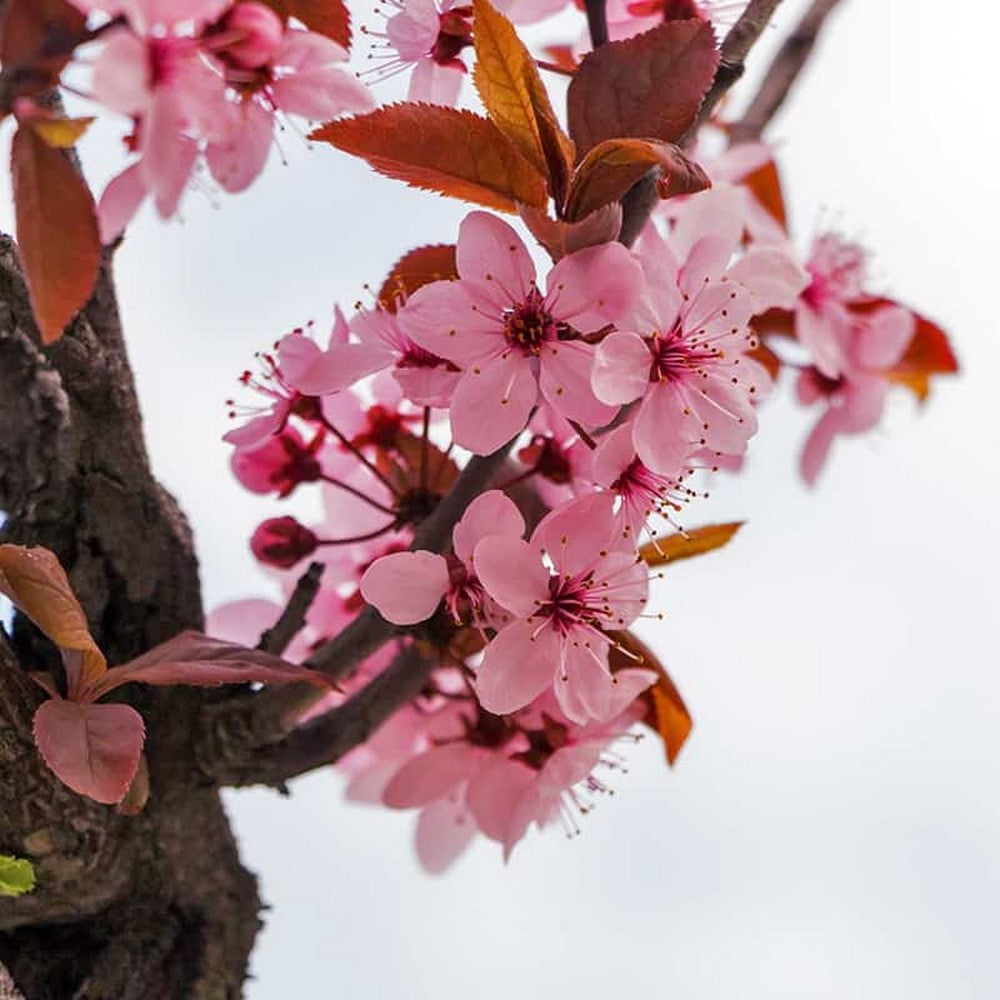 Fleur de Sakura