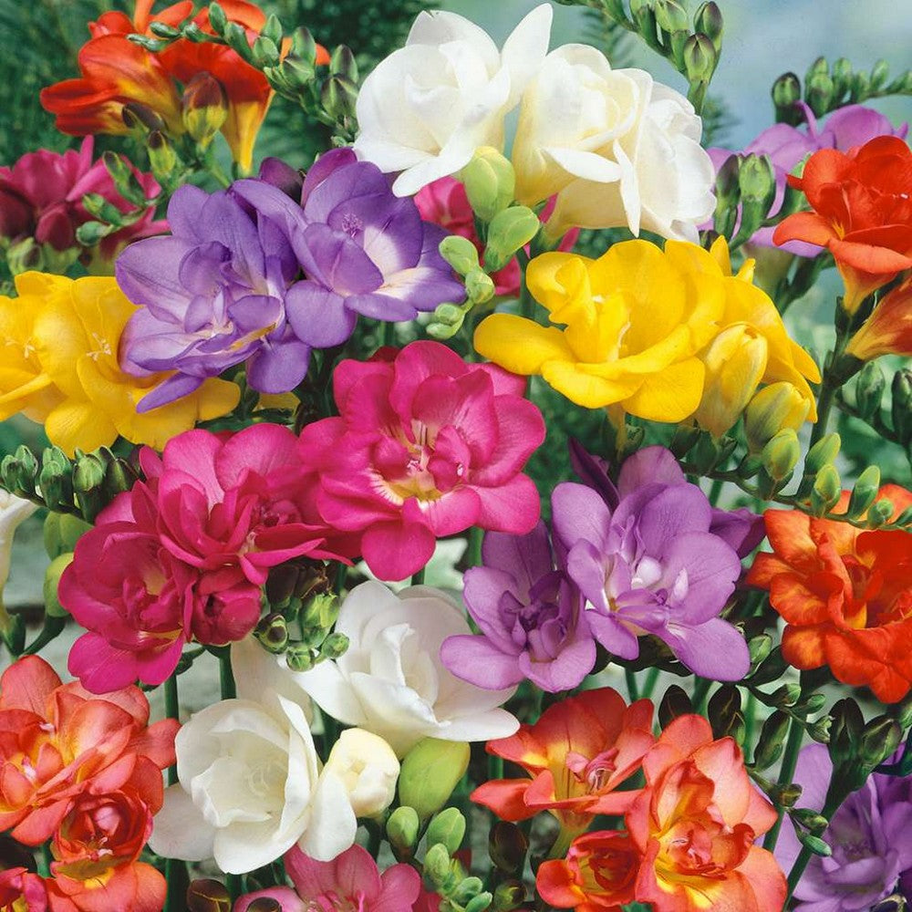 Freesia