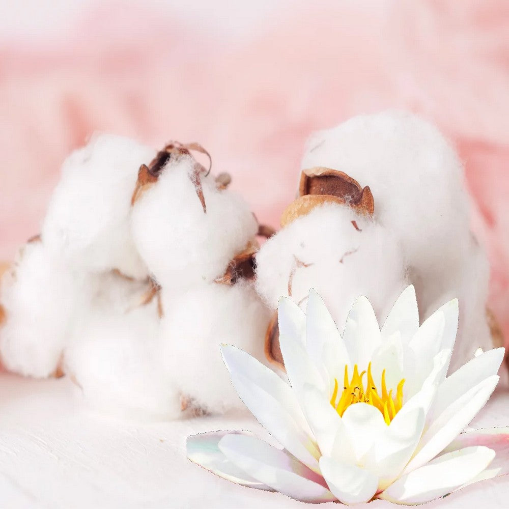 Lotus blanc et coton