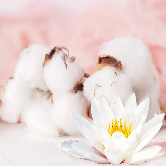 Lotus blanc et coton
