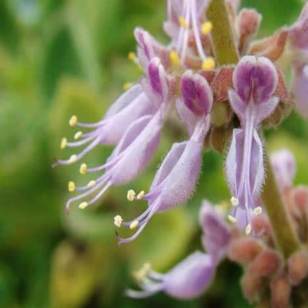 Patchouli