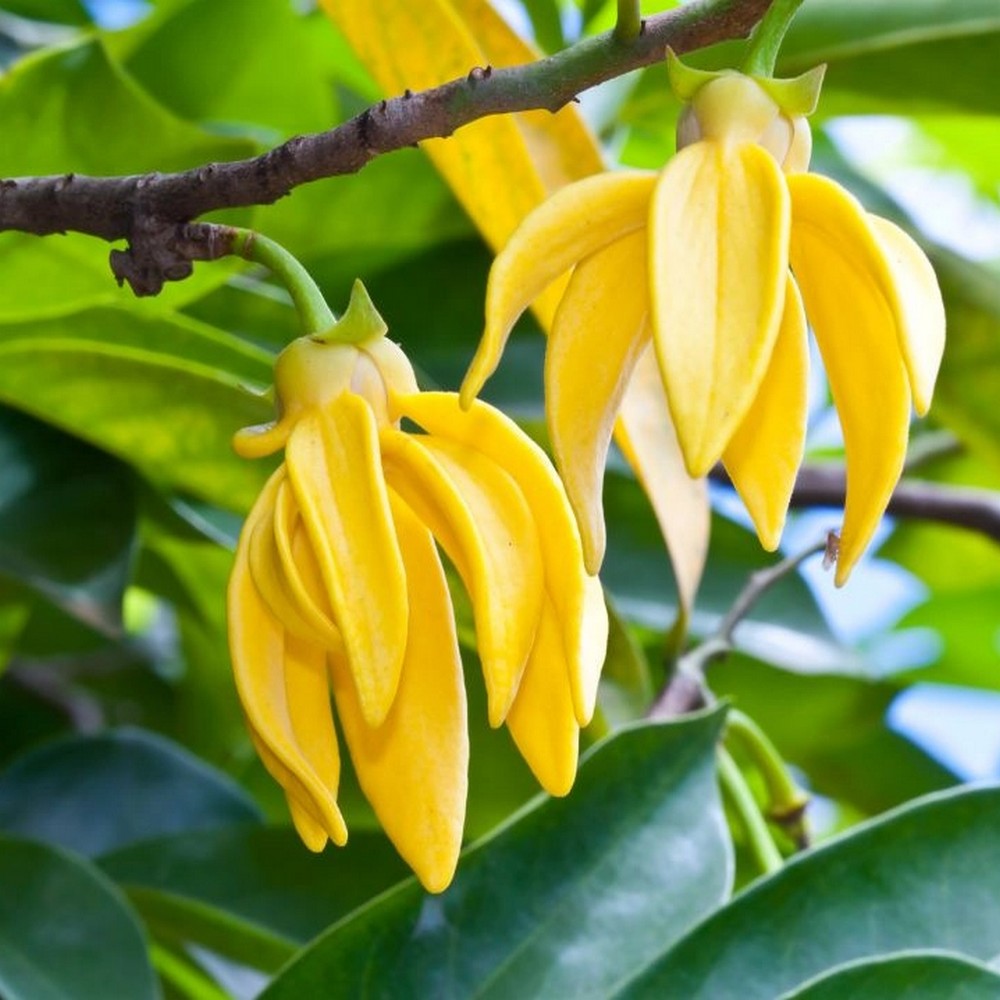Ylang ylang /N°Lot : TC-26273