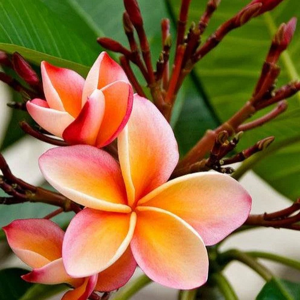 Frangipanier jasmin
