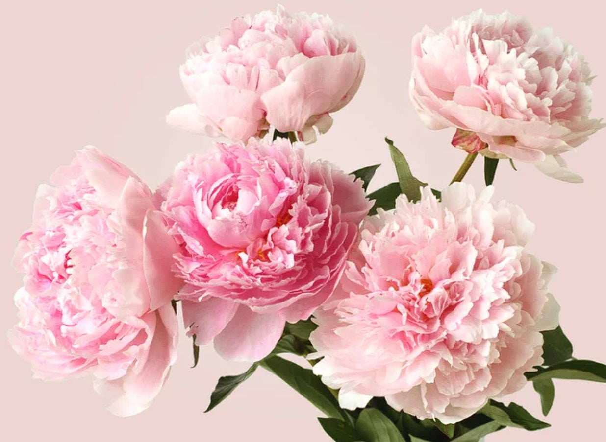 Pivoine