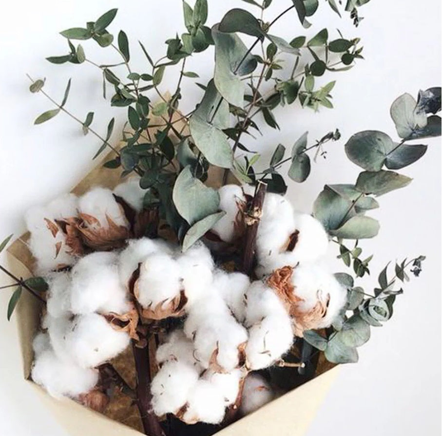 Eucalyptus & coton