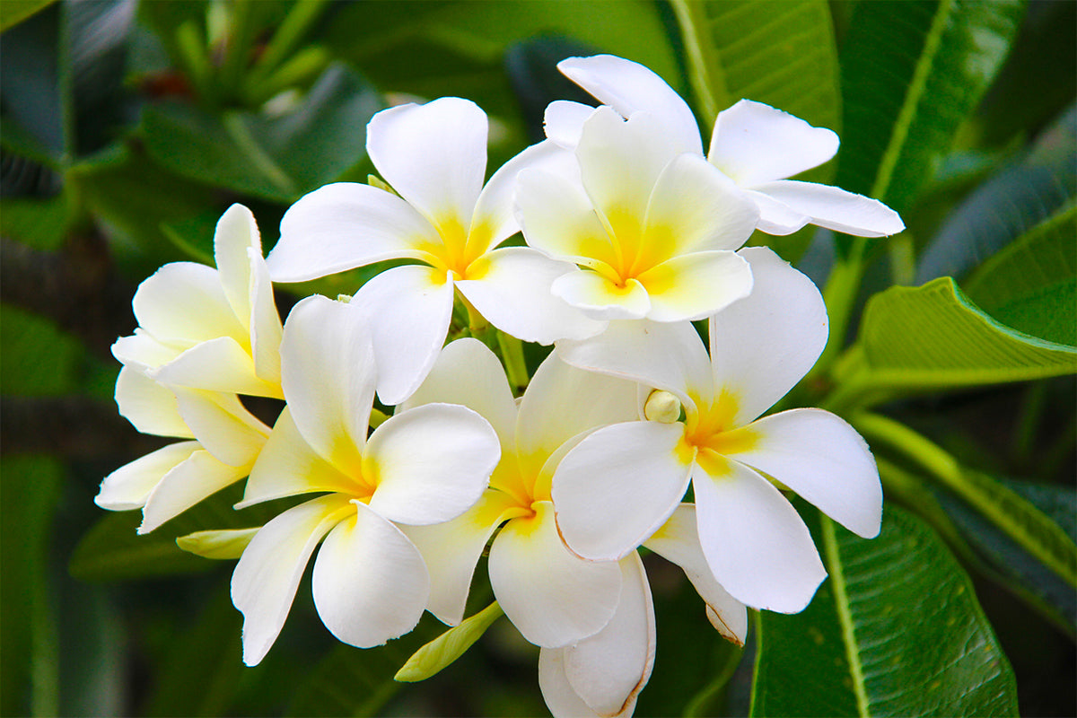 Fleur de Tiaré