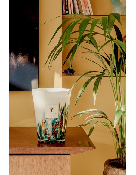 Baobab Rainforest Amazonia