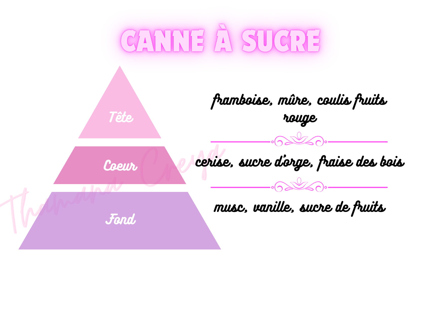 Canne à Sucre