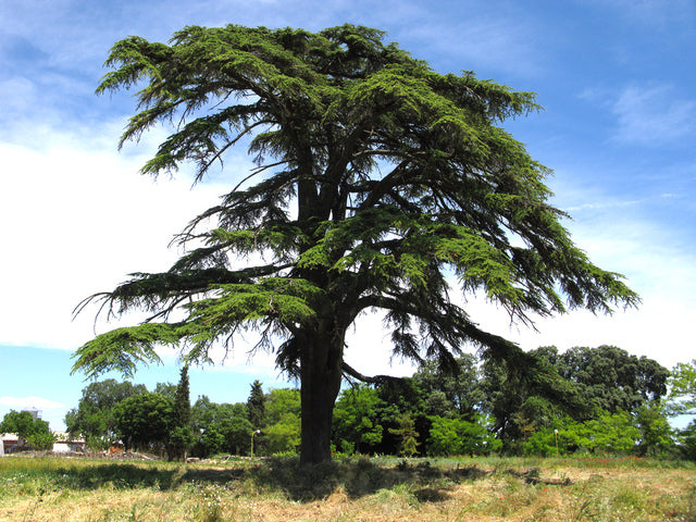 Cèdre