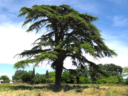 Cèdre