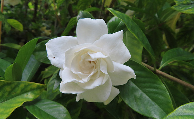 Gardénia Blanche