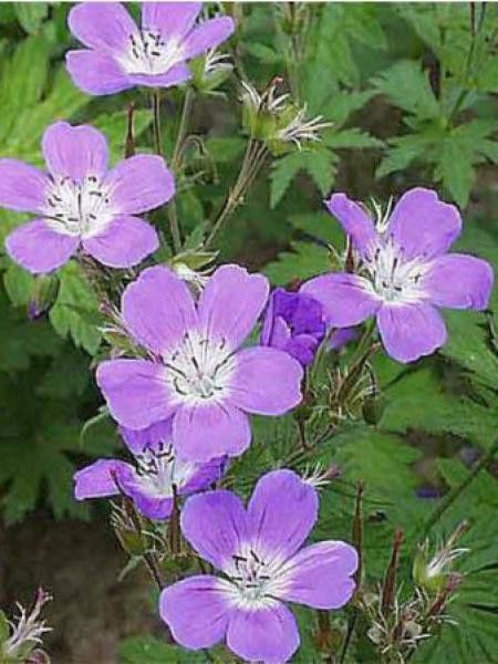 Géranium & bois de santal