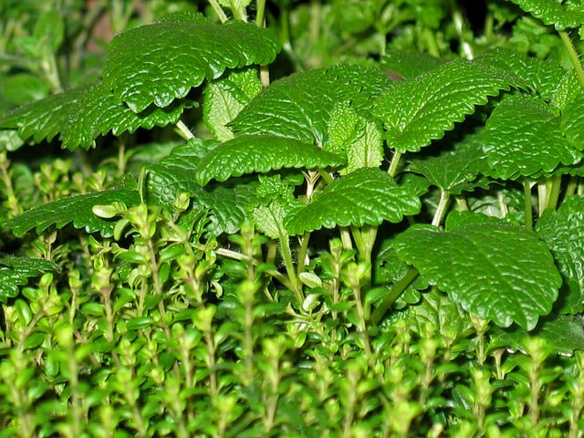 Menthe & thym