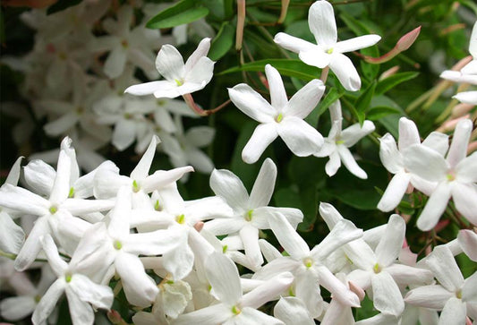 Jasmin / N°Lot: TC26244