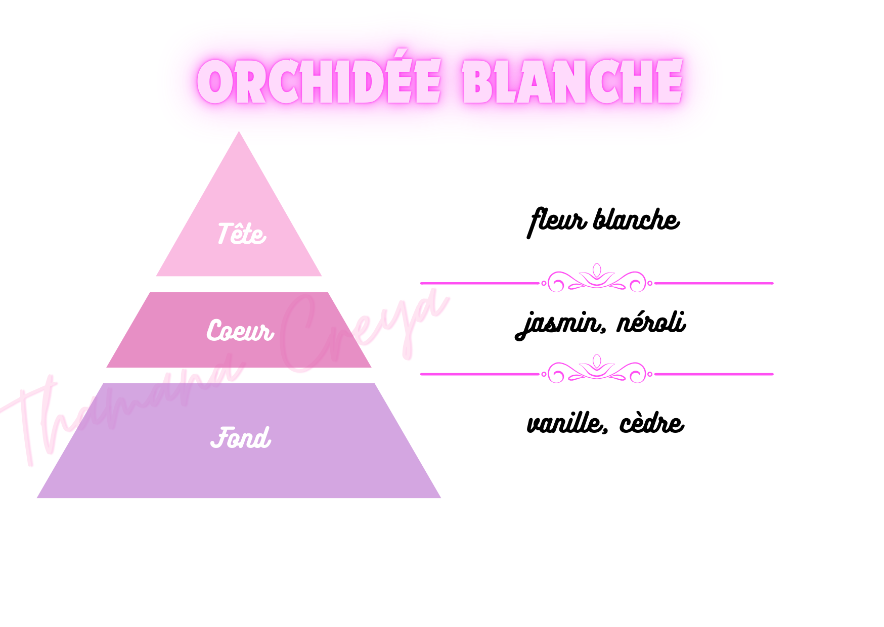 Orchidée Blanche