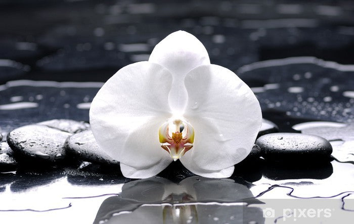 Orchidée Blanche